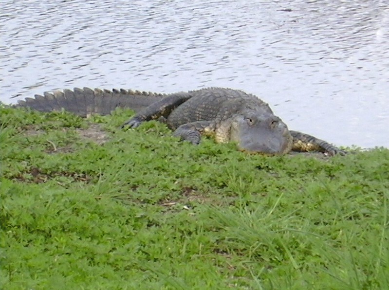 Alligator à Alachua Sink