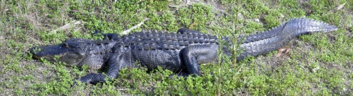 Gros Alligator dans Paynes Prairie