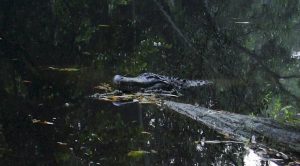 Alligator à Homosassa