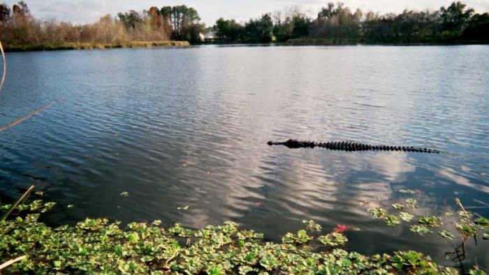 Alligator à Lake Alice