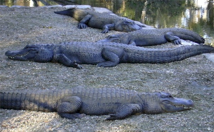 Alligators à Homossasa Springs, Floride