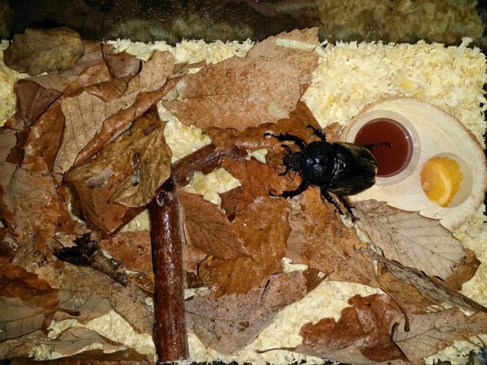 Femelle scarabee dans sa nouvelle demeure