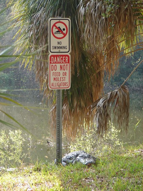 Alligator au pied d'un panneau indicateur de danger au bord d'un lac en Floride
